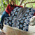 Blue Aotearoa Tukutuku and Poutama Motif Quilt