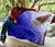 American Samoa Polynesian Premium Quilt - Bald Eagle (Blue) - Polynesian Pride